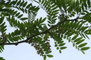 لیلکی آمریکایی